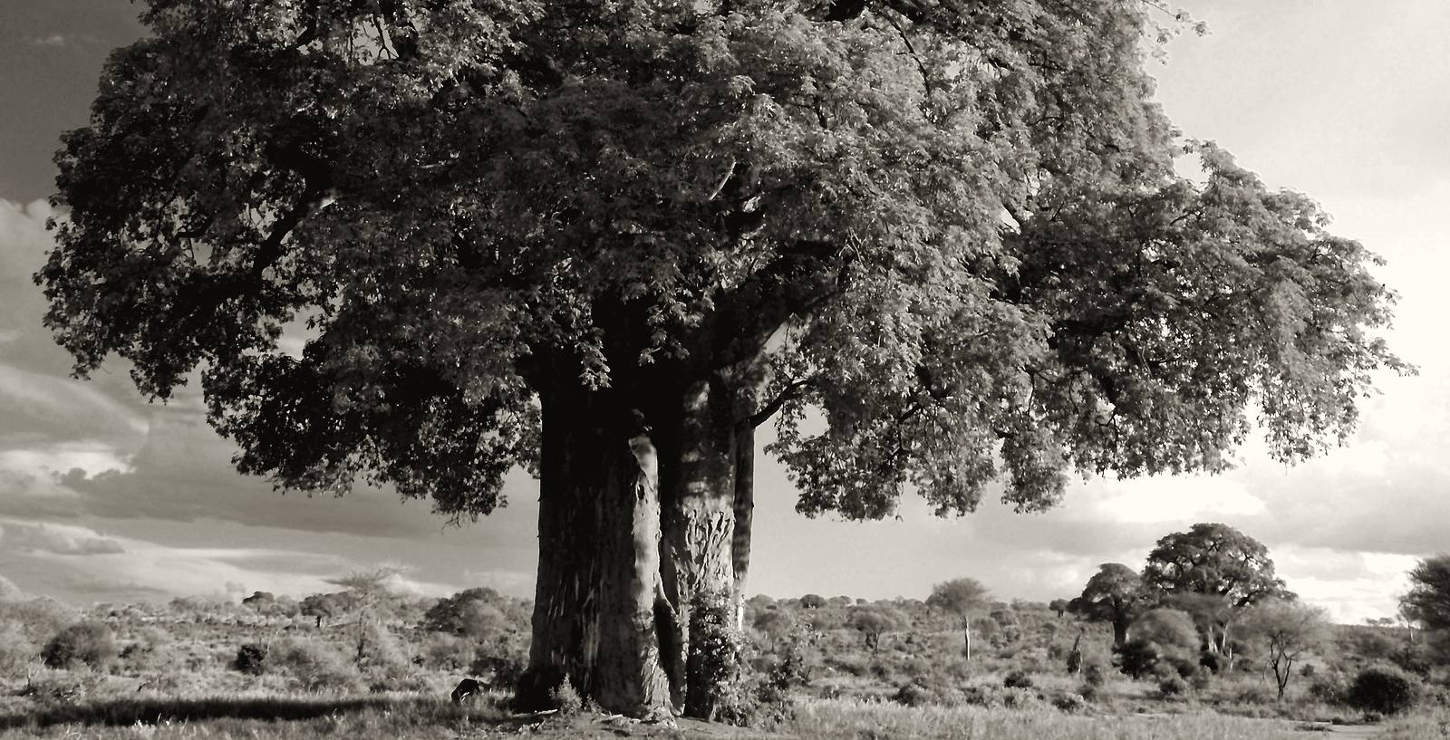 A baobab tree in open bushveld